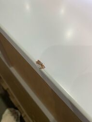 ������! ����� Papyrus Clarberg (350�1330�220) ���������, 1 ������, ����: ����� ������ PAP0535
