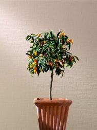 ���� ��� �������� Marburg Patent Decor 9343 (1,06�25,00) ������, 175 ��/�2 (���.)
